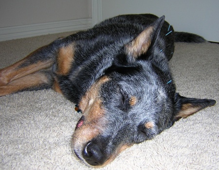 Dog Receiving Acupuncture